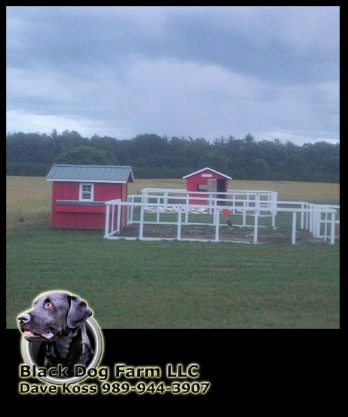 Amish Built Chicken Coop