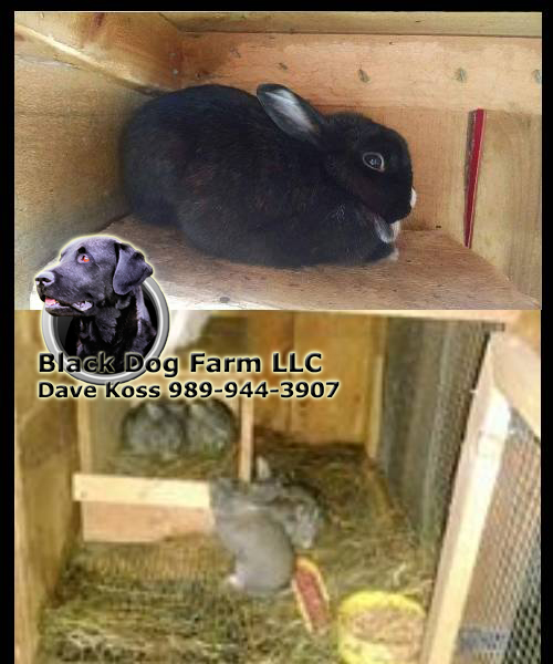 Amish Built Animal Shelters